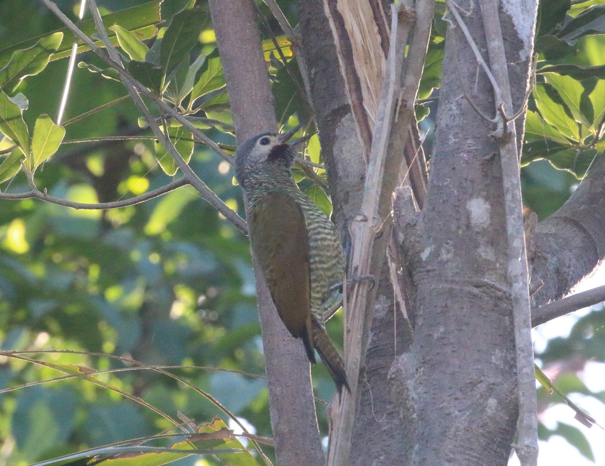 Gray-crowned Woodpecker - ML616628434