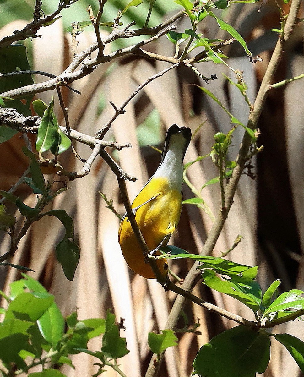 Prothonotary Warbler - ML616628442