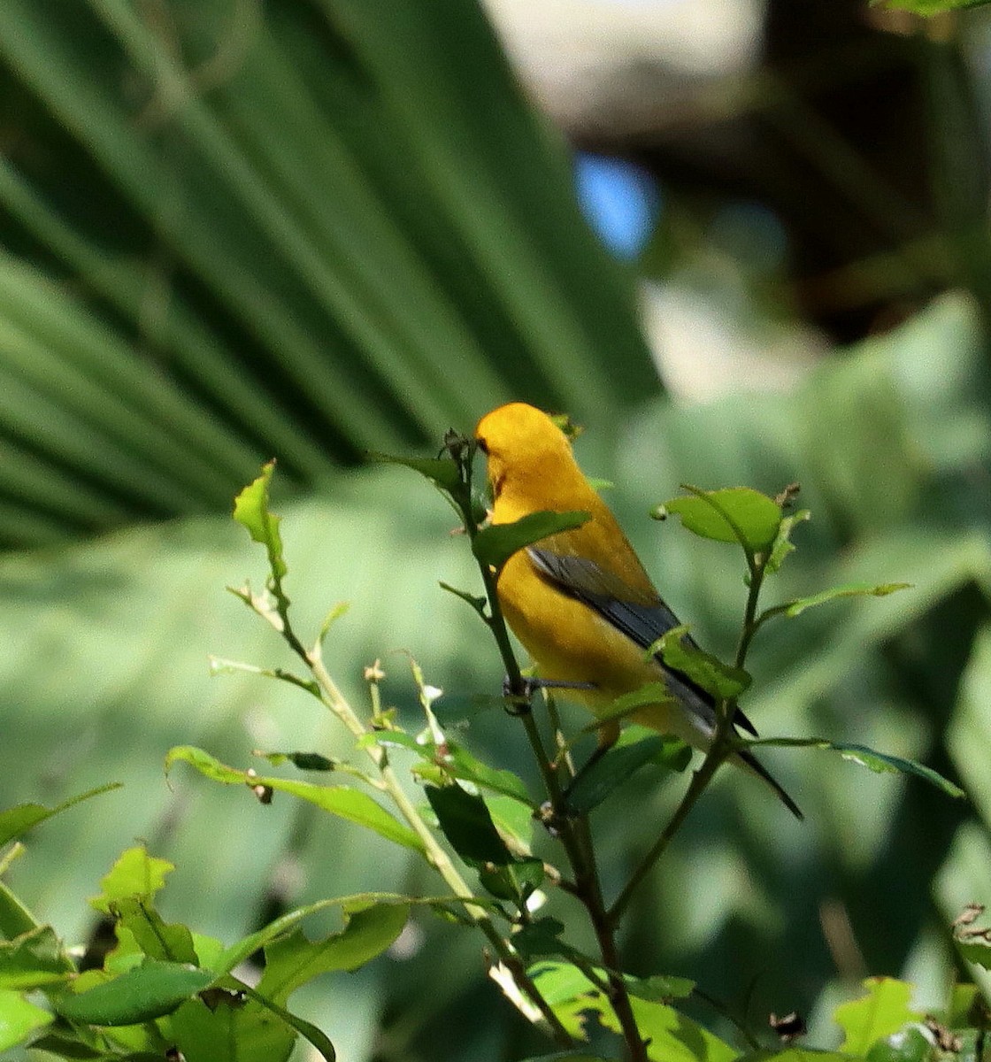 Prothonotary Warbler - ML616628459