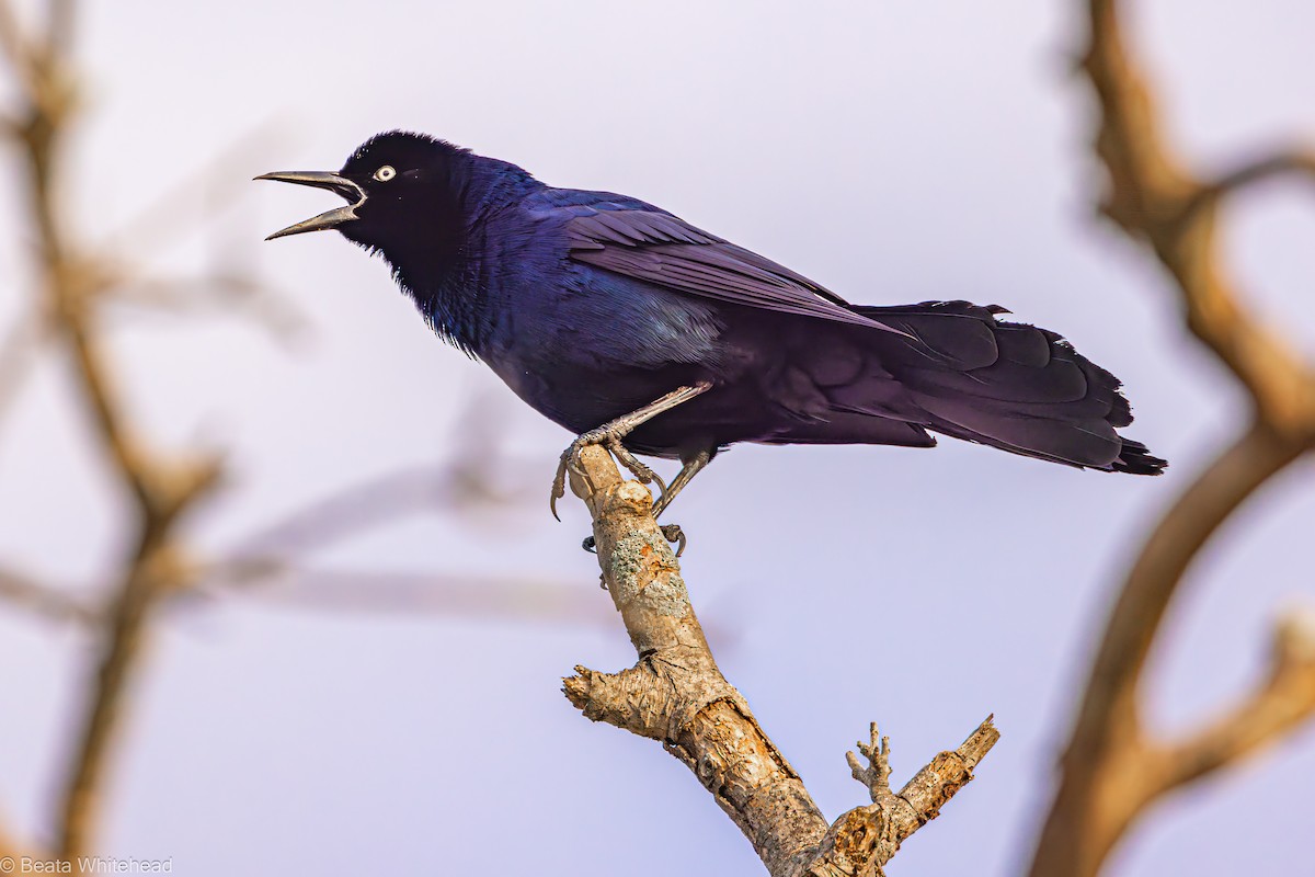 Boat-tailed Grackle - ML616628462