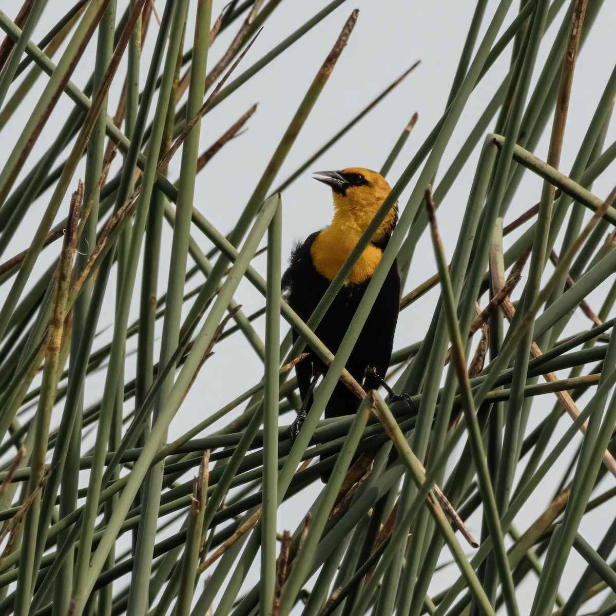 Yellow-headed Blackbird - ML616628559