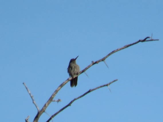 Dusky Hummingbird - ML616628622