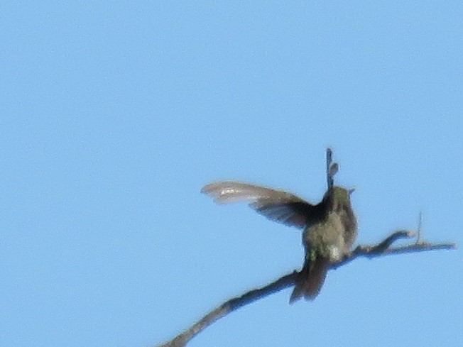 Dusky Hummingbird - ML616628623