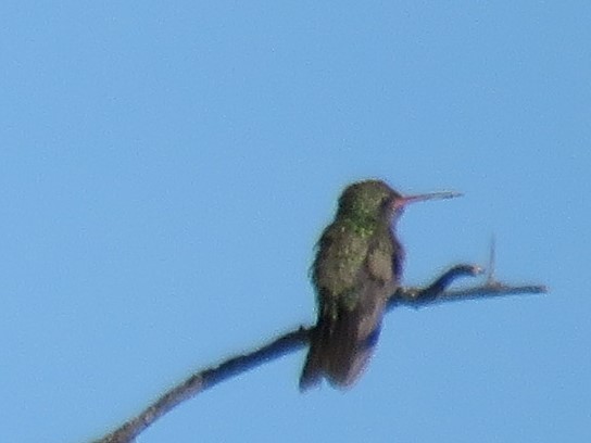 Dusky Hummingbird - ML616628624