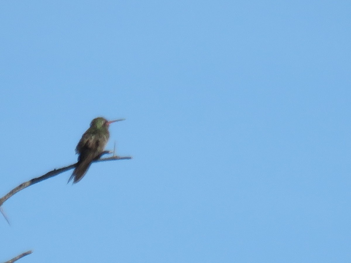 Dusky Hummingbird - ML616628625