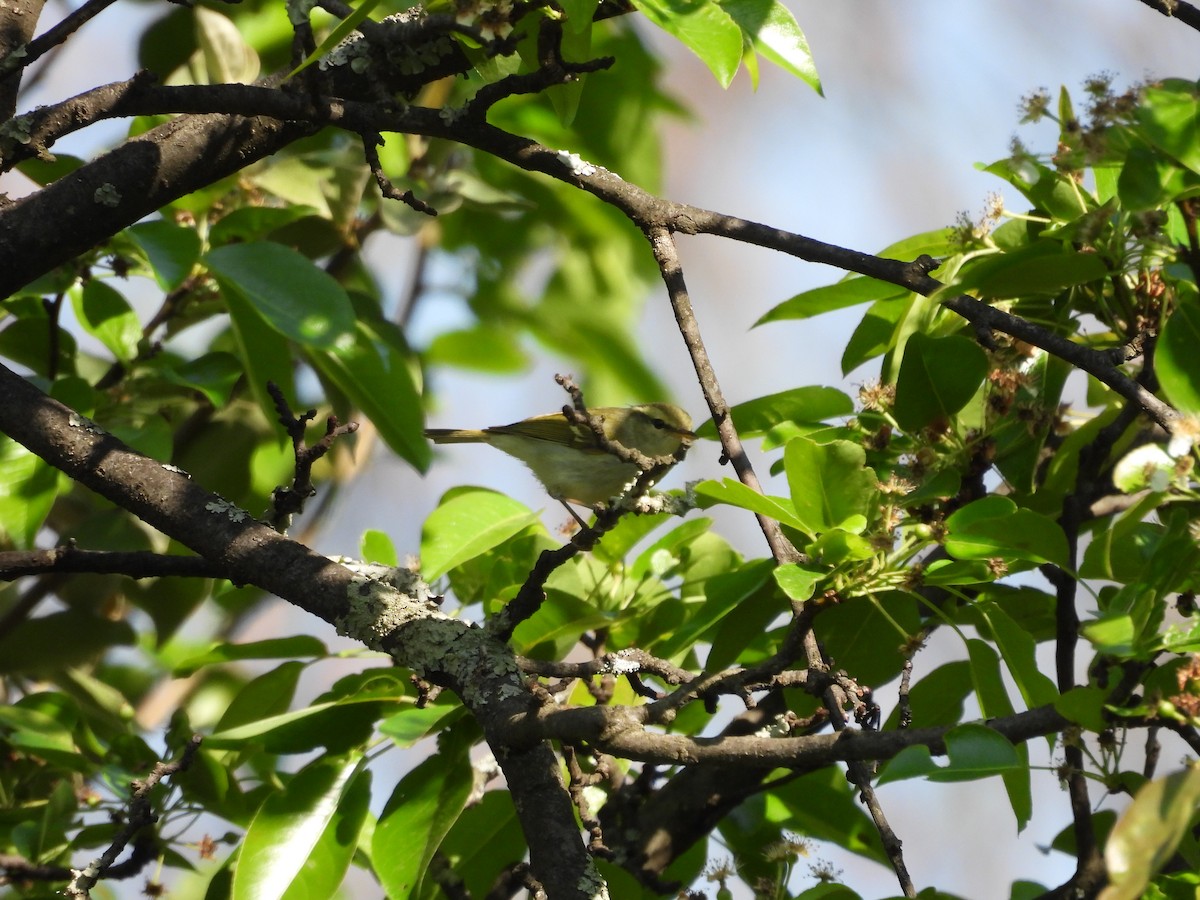 Davison's Leaf Warbler - ML616628661