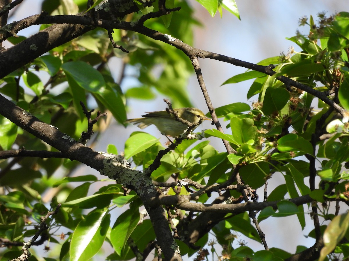 Davison's Leaf Warbler - ML616628662