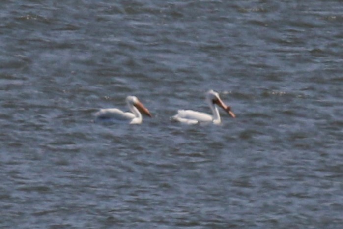 pelikán severoamerický - ML616628701
