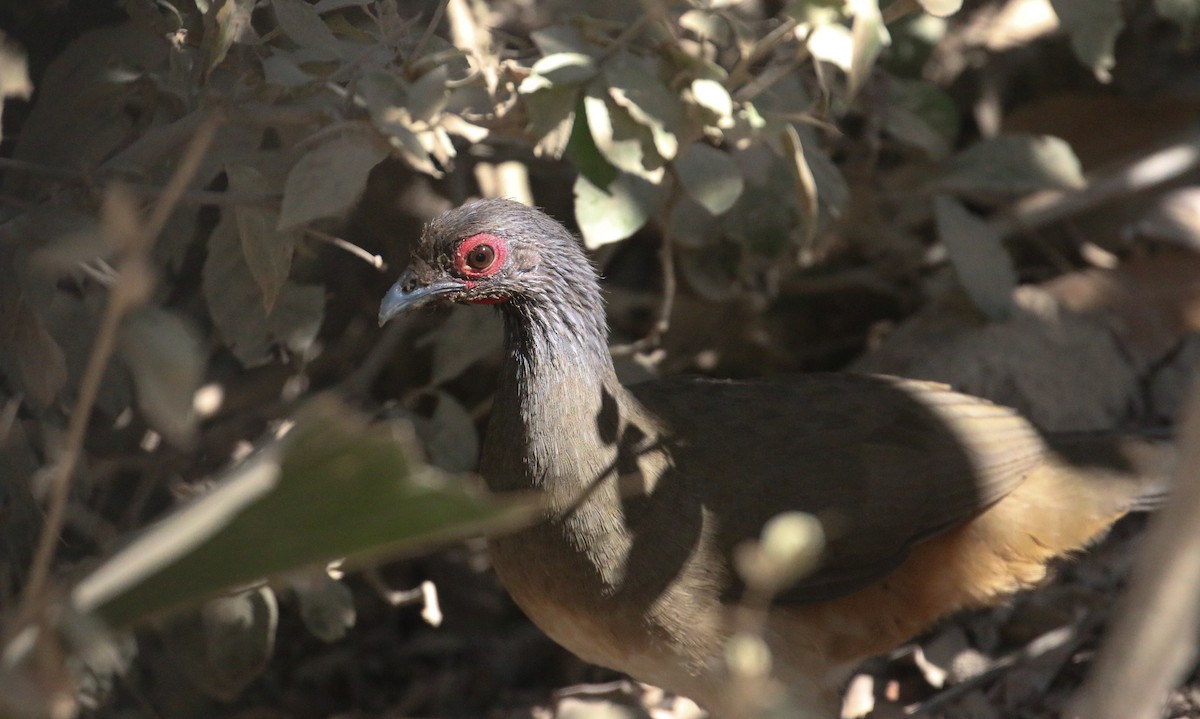 West Mexican Chachalaca - ML616628751