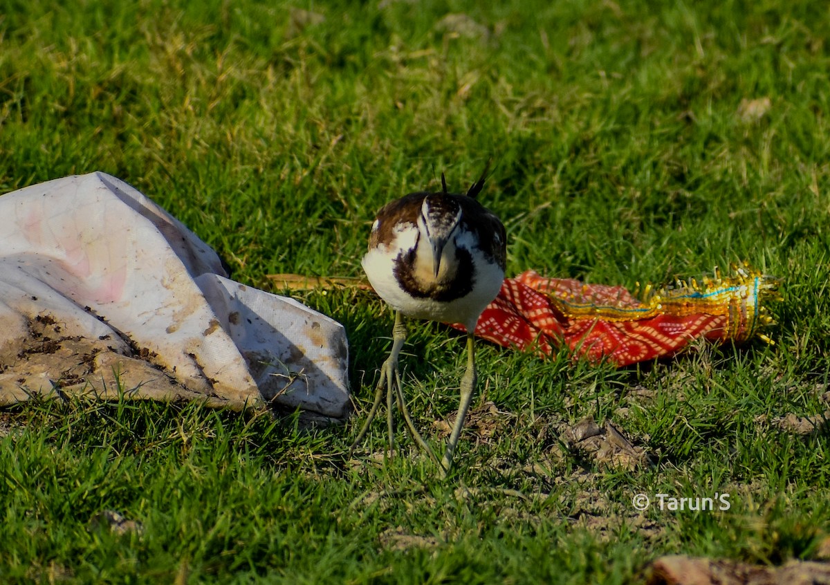 Pheasant-tailed Jacana - Tarun Sutaria
