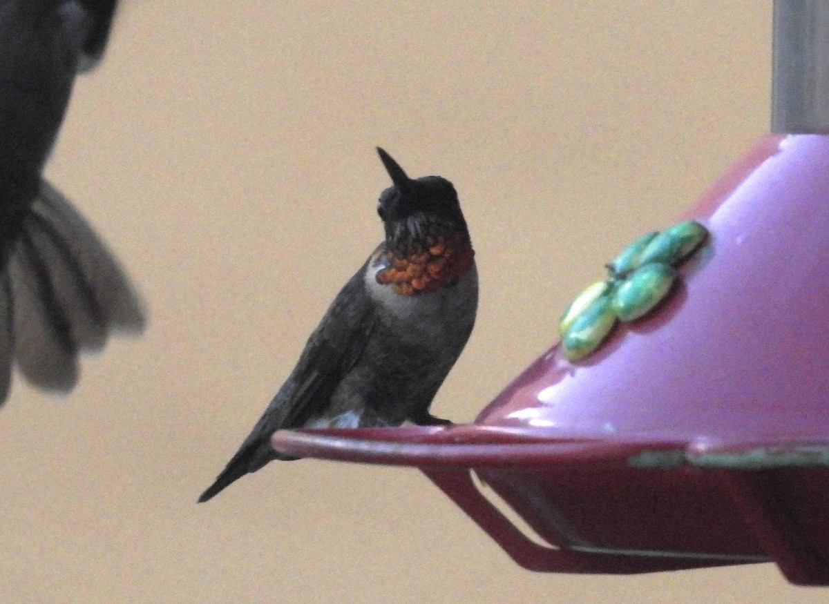 Ruby-throated/Black-chinned Hummingbird - ML616628876