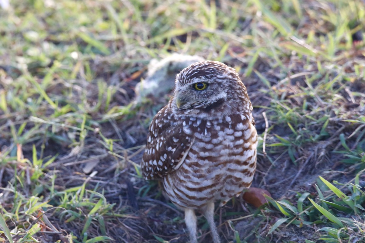 Burrowing Owl (Florida) - Russell Hillsley