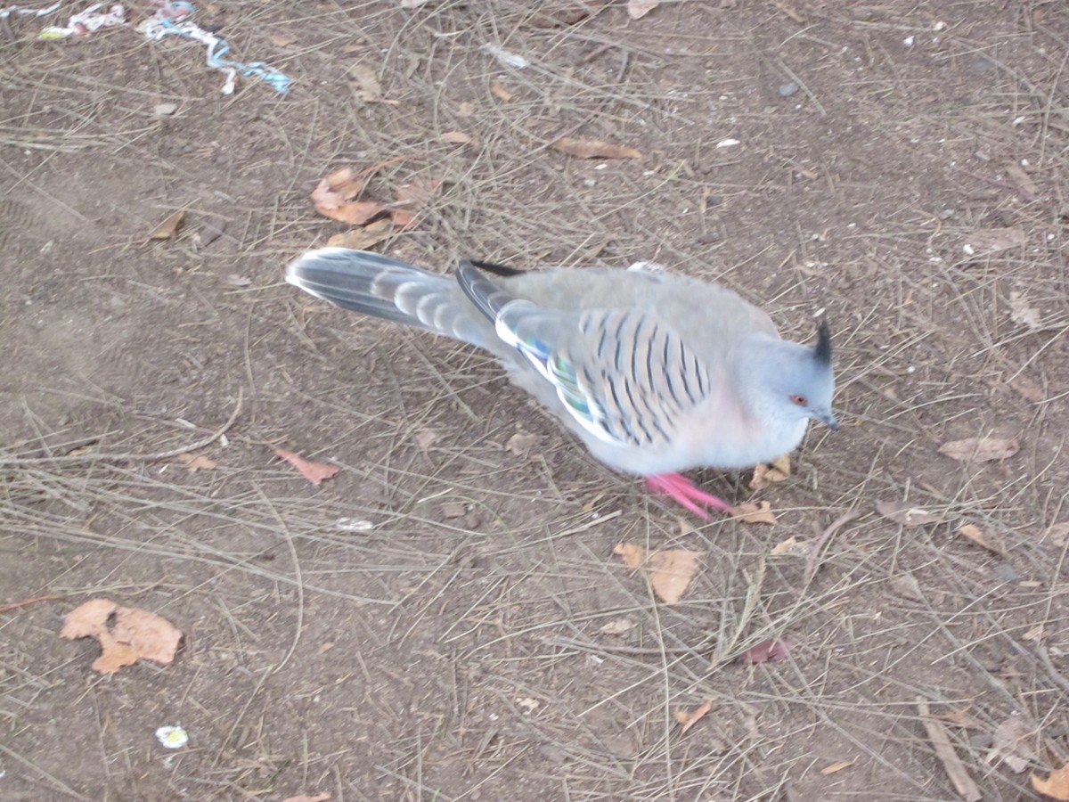 Crested Pigeon - ML616628884