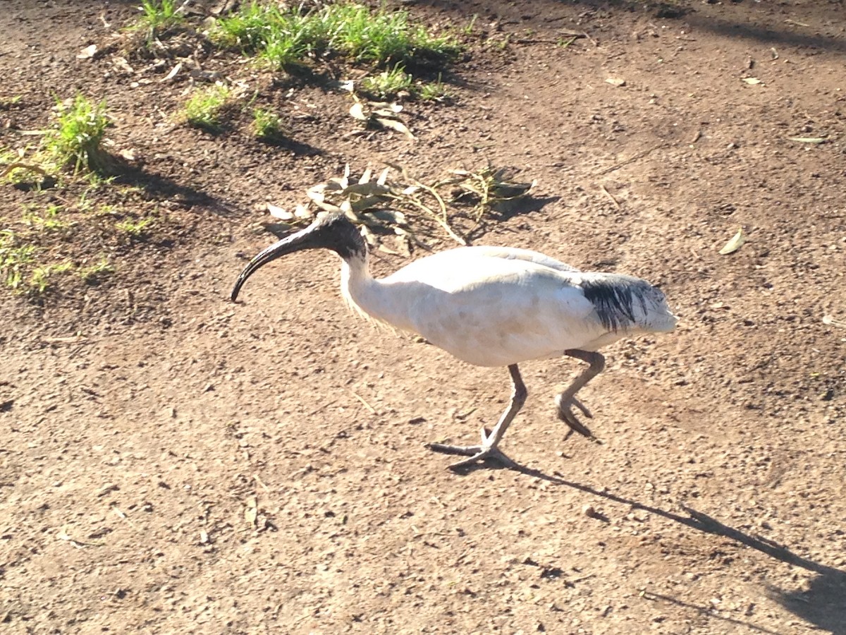 ibis australský - ML616628933