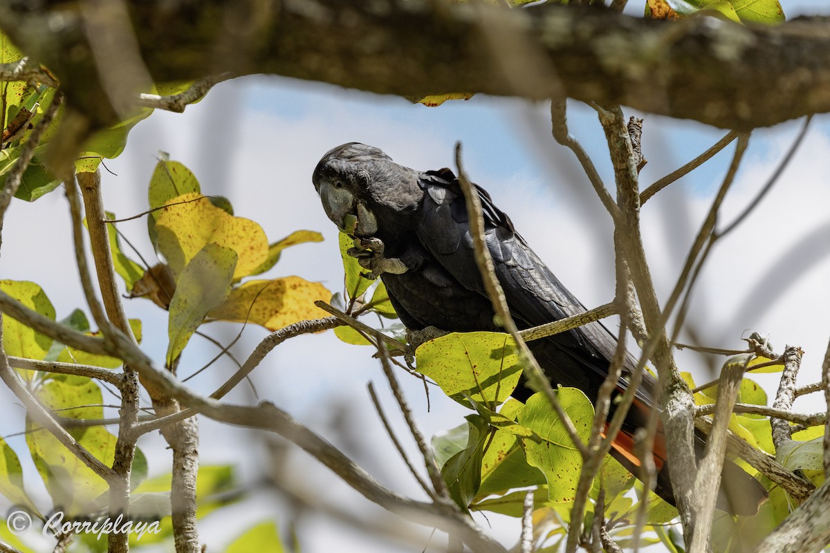Red-tailed Black-Cockatoo - ML616628959