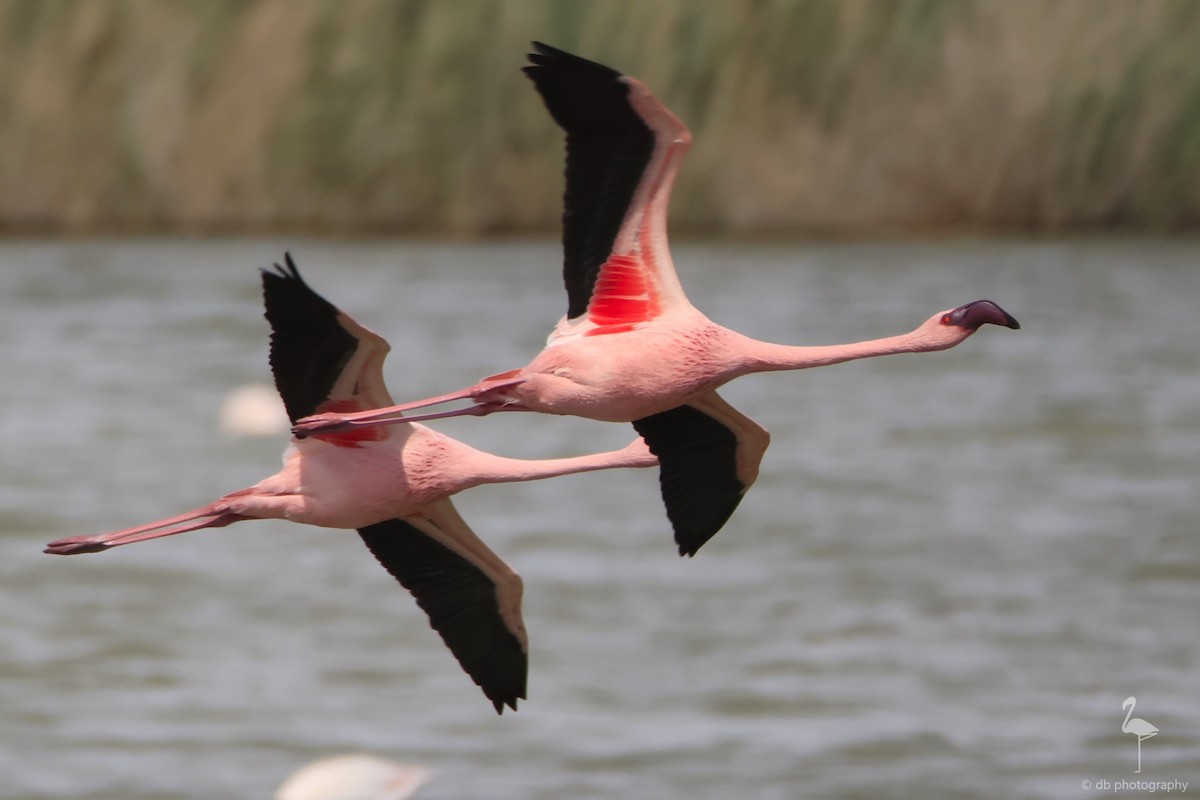 Lesser Flamingo - David Bryant