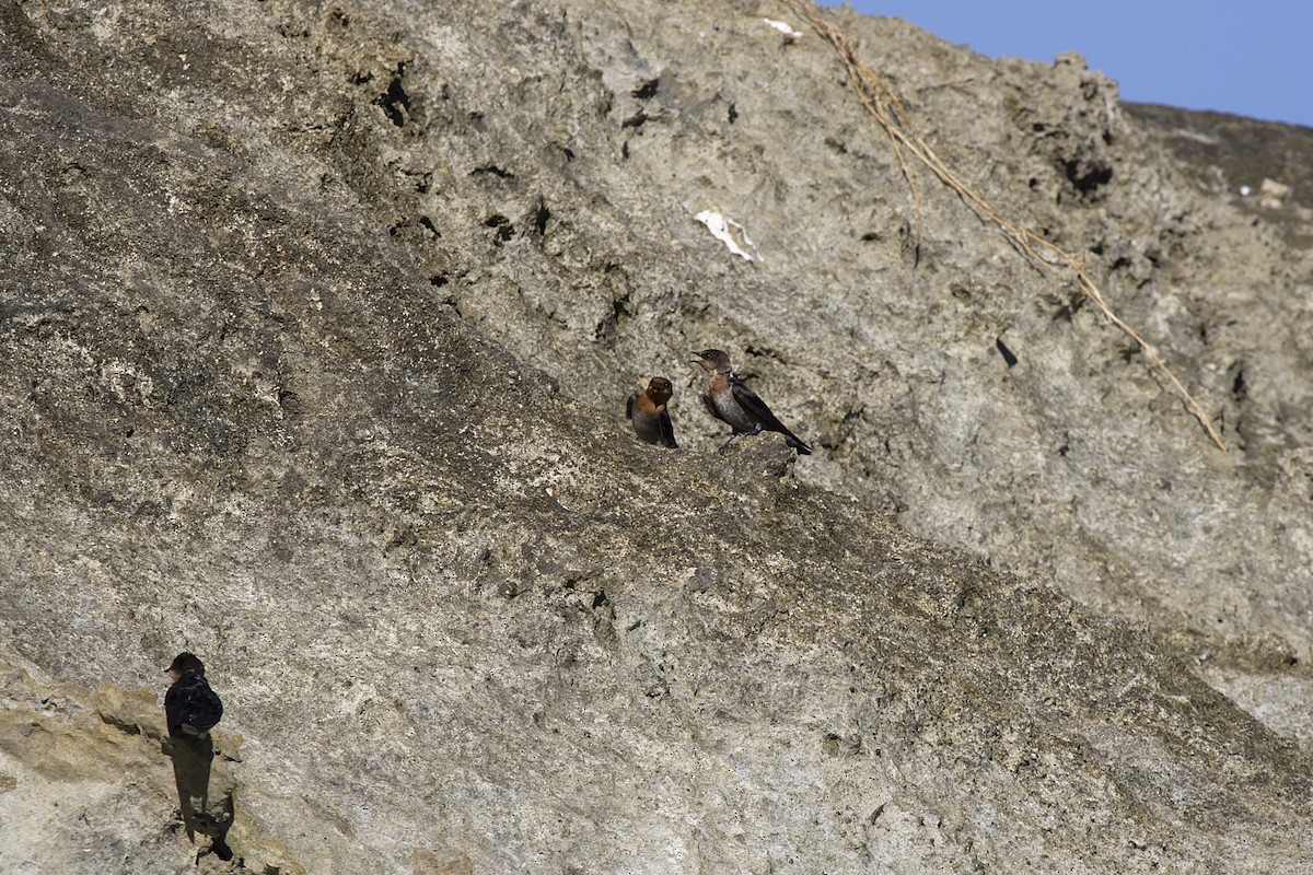 Pacific Swallow - ML616629224
