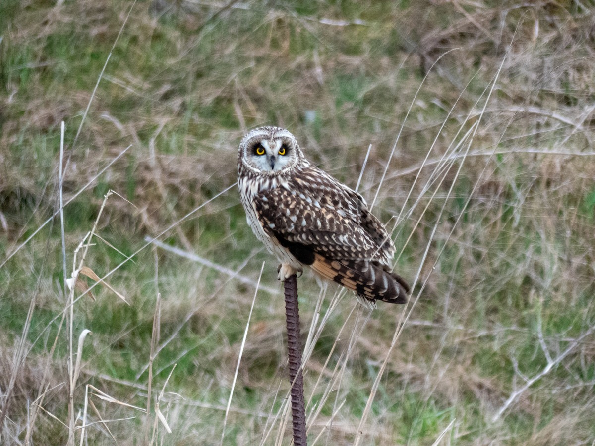 Short-eared Owl - ML616629294