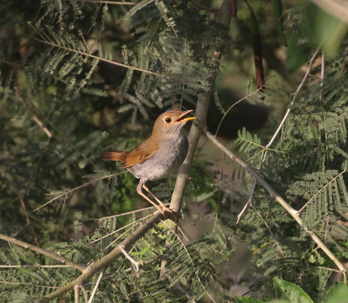 Orange-billed Nightingale-Thrush (Brown-headed) - ML616629321