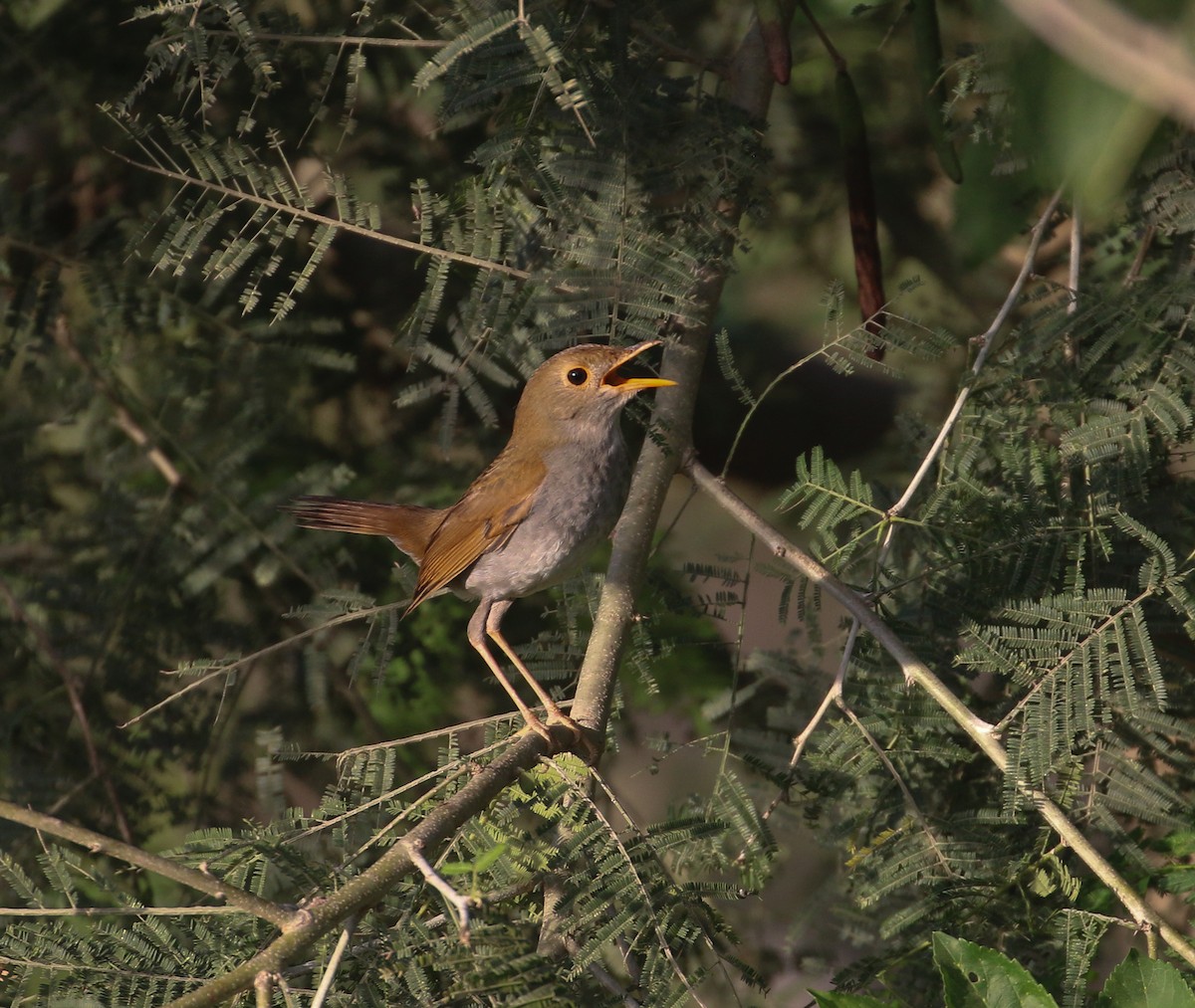 Orange-billed Nightingale-Thrush (Brown-headed) - ML616629322