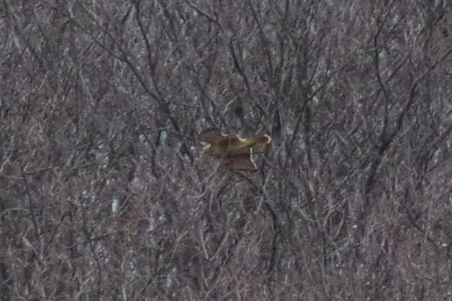 Red-tailed Hawk (borealis) - ML616629445