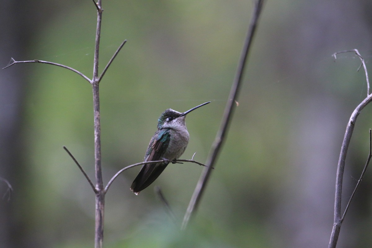 Rivoli's Hummingbird - ML616629592
