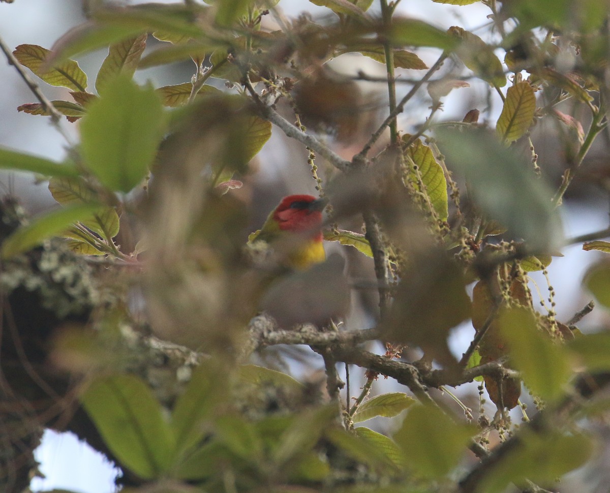 Red-headed Tanager - ML616629618