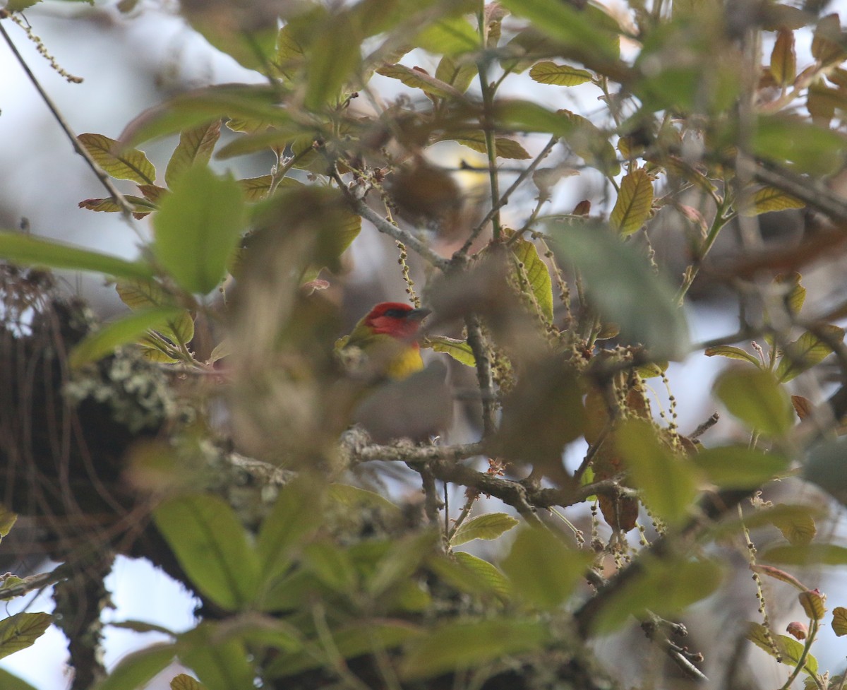 Red-headed Tanager - ML616629619