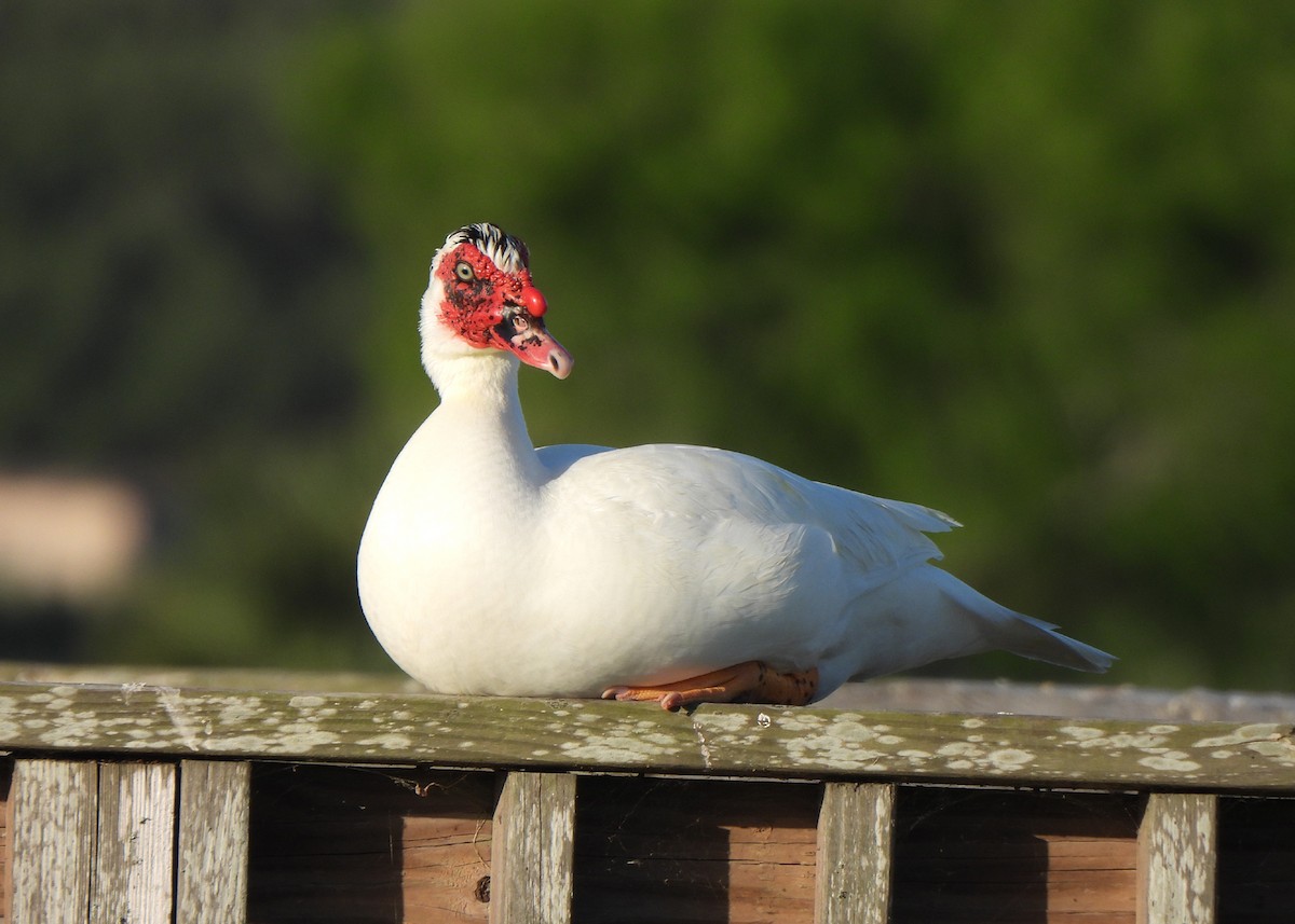Muscovy Duck (Domestic type) - ML616629702