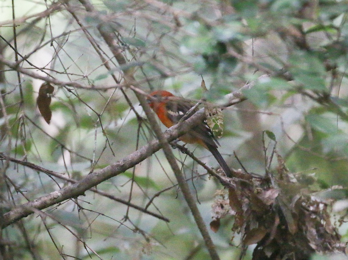 Flame-colored Tanager - ML616629985