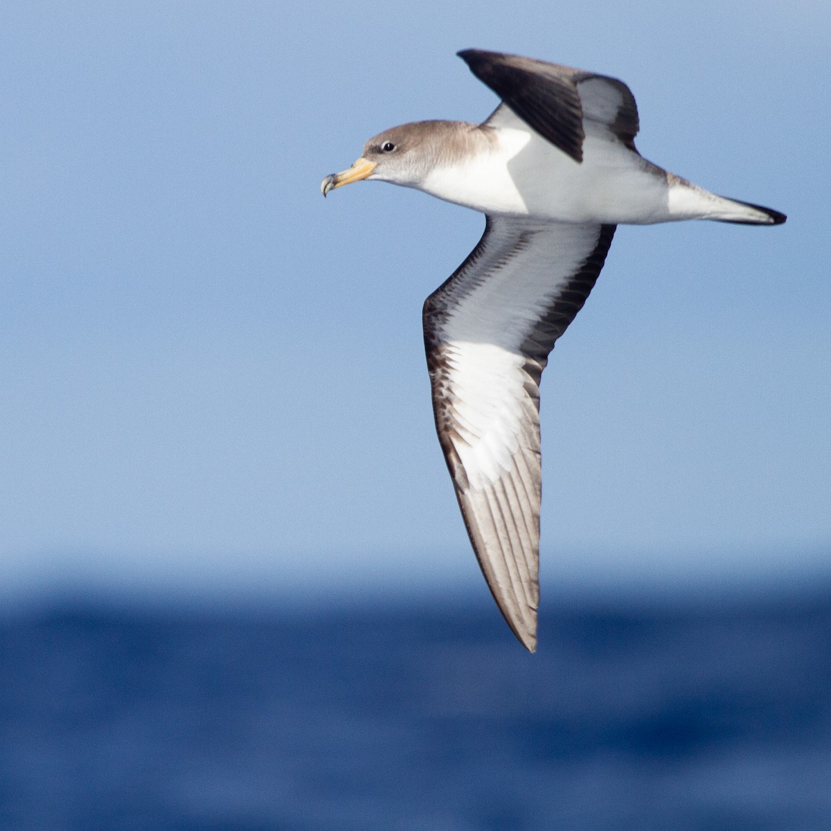 Cory's Shearwater - Werner Suter