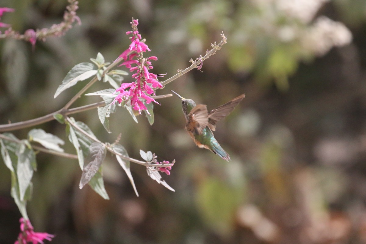 Broad-tailed Hummingbird - ML616630033