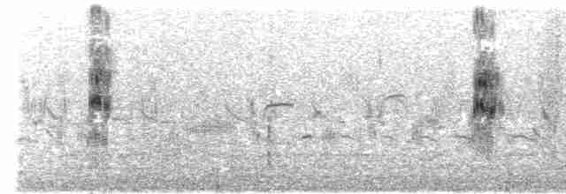 黑腹燕鷗 - ML616630036
