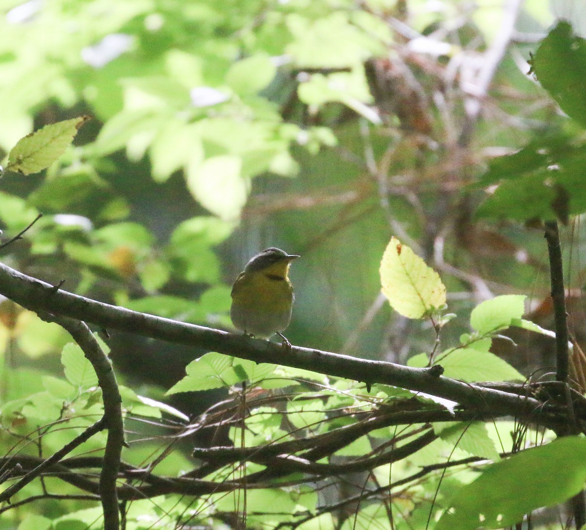 Crescent-chested Warbler - ML616630071