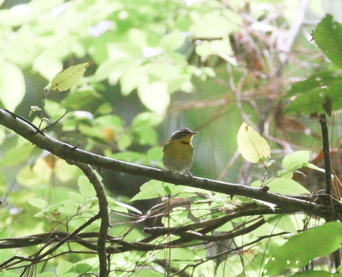 Crescent-chested Warbler - ML616630072