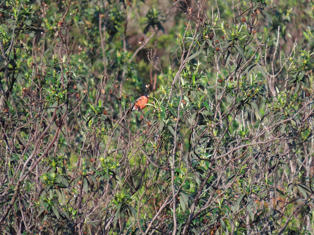 Eurasian Bullfinch - ML616630152