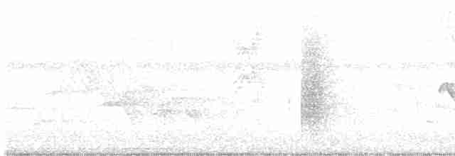 White-collared Manakin - ML616630223
