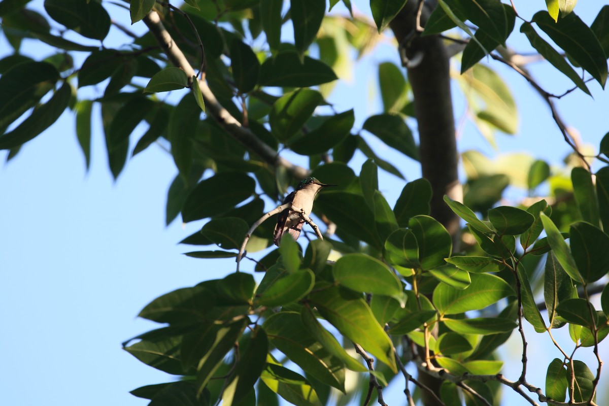 Antillean Crested Hummingbird (Lesser Antilles) - ML616630232