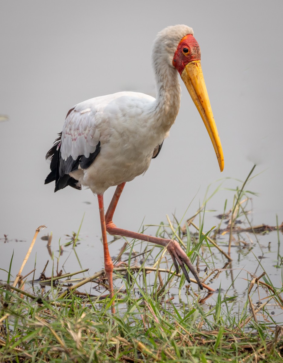Tantale ibis - ML616630255