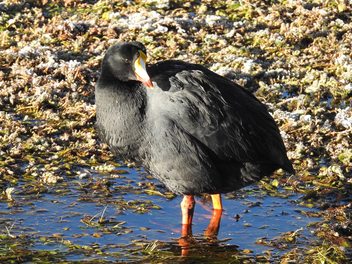 Giant Coot - ML616630333