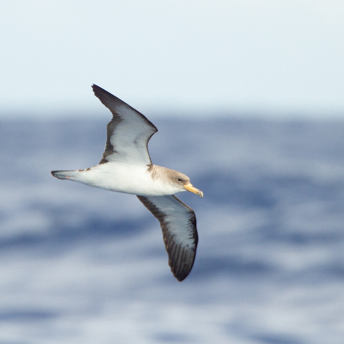 Cory's Shearwater - Werner Suter