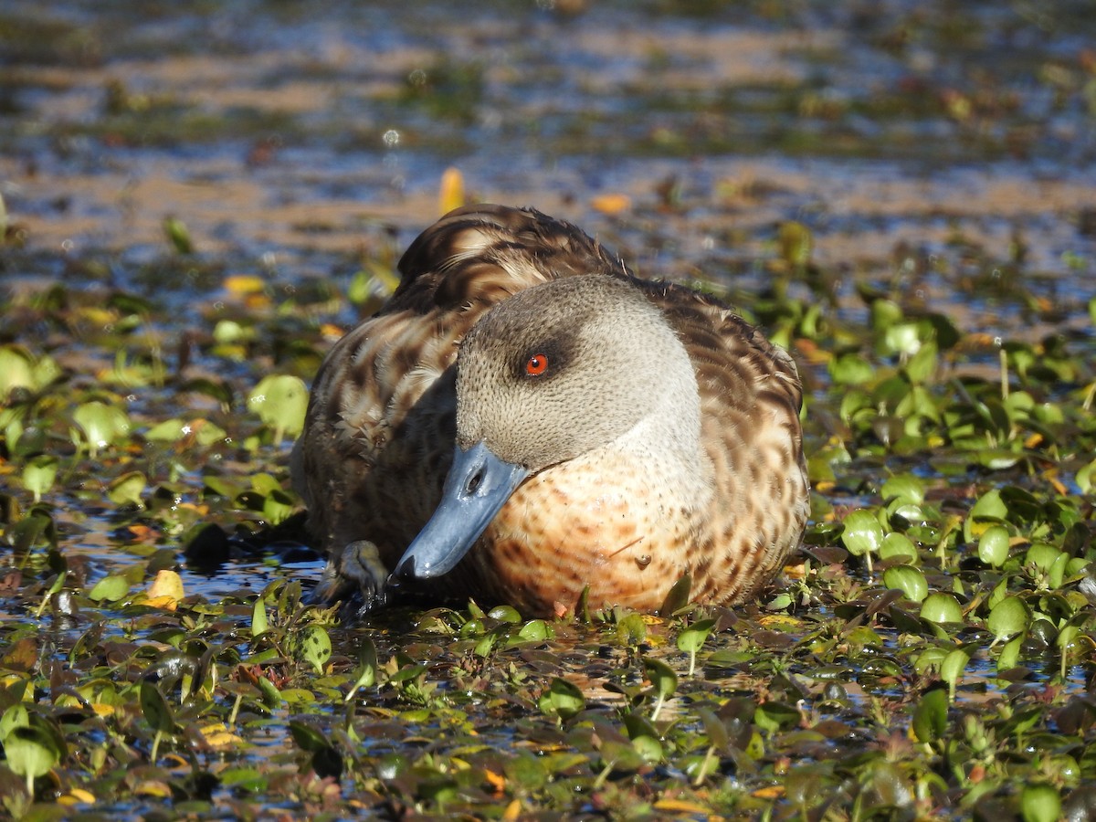 Crested Duck - Paloma Lazo