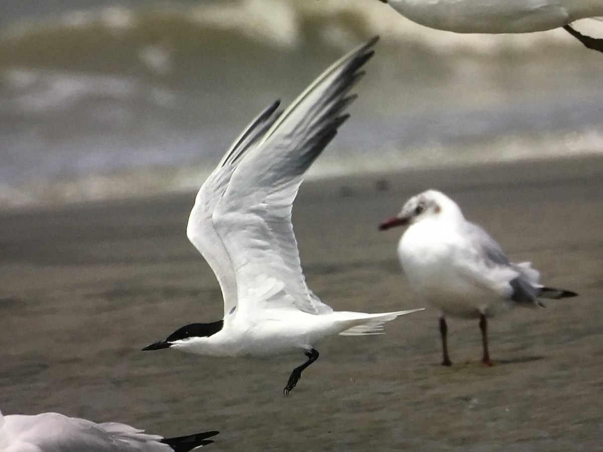 Gull-billed Tern - ML616630473