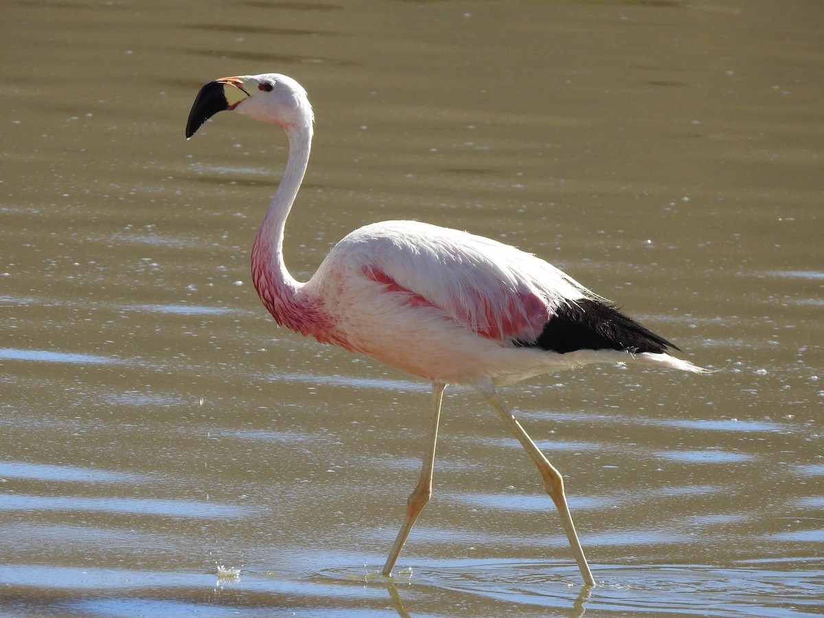 Andean Flamingo - ML616630498
