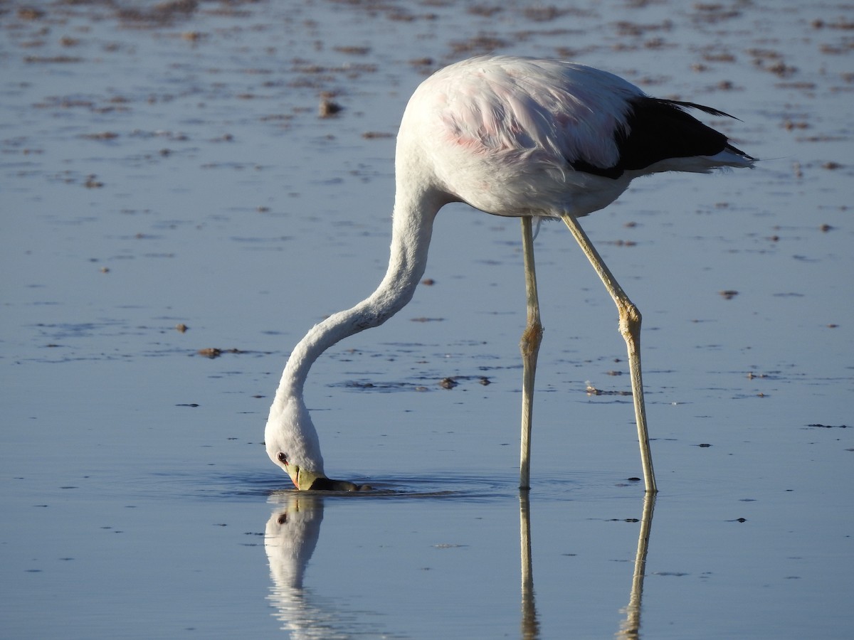 And Flamingosu - ML616630595