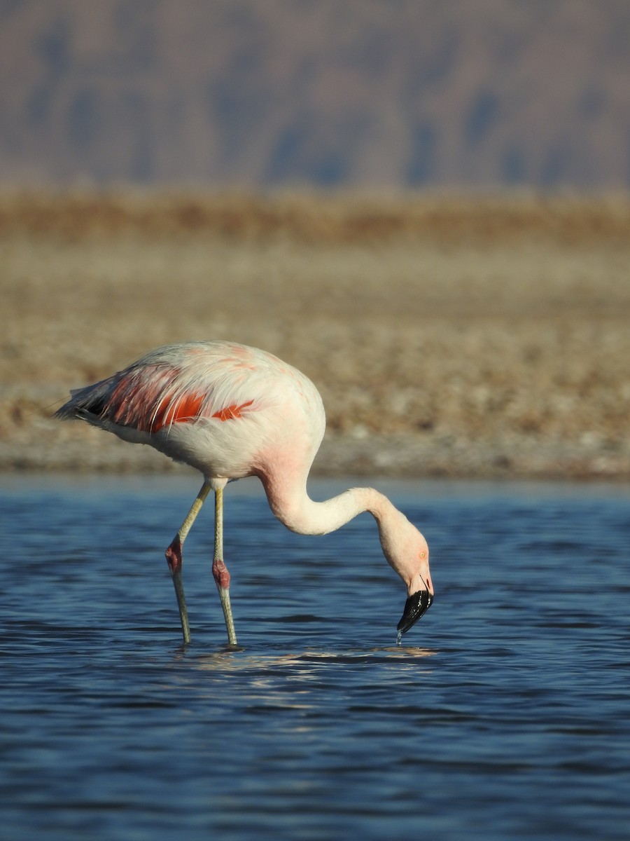 Chilean Flamingo - ML616630610