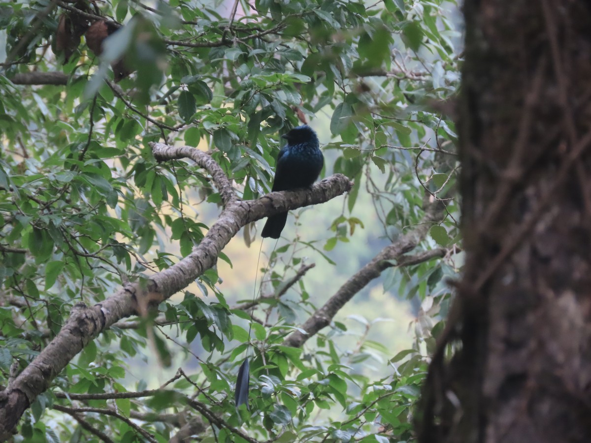 Lesser Racket-tailed Drongo - ML616630619