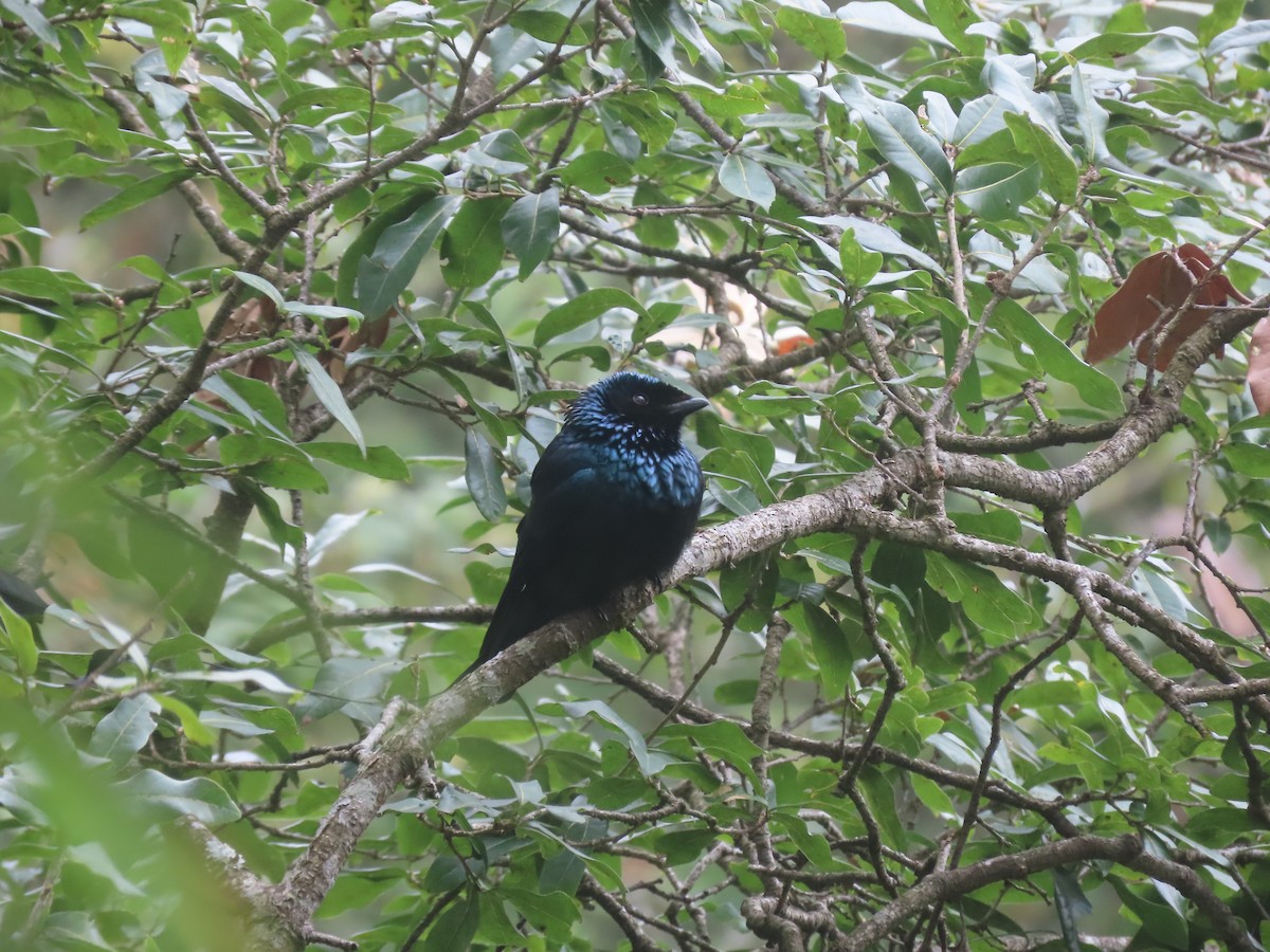 Lesser Racket-tailed Drongo - ML616630623