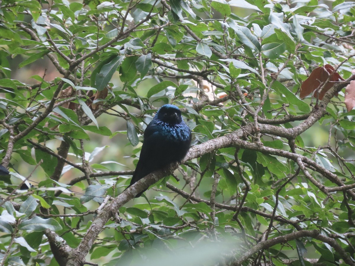 Lesser Racket-tailed Drongo - ML616630624