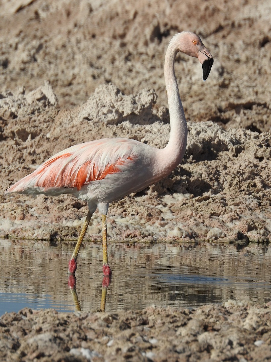 Şili Flamingosu - ML616630648